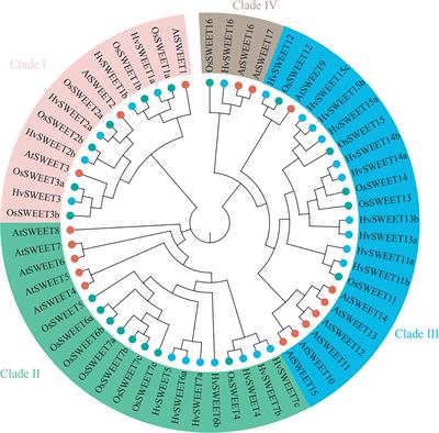 Genome-wide identification, expression pattern and genetic variation analysis of SWEET gene family in barley reveal the artificial selection of HvSWEET1a during domestication and improvement